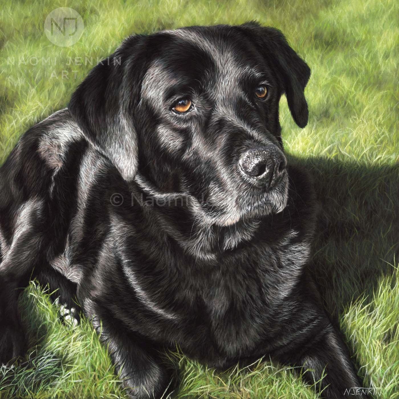 Black Labrador pet portrait by Naomi Jenkin Art. 