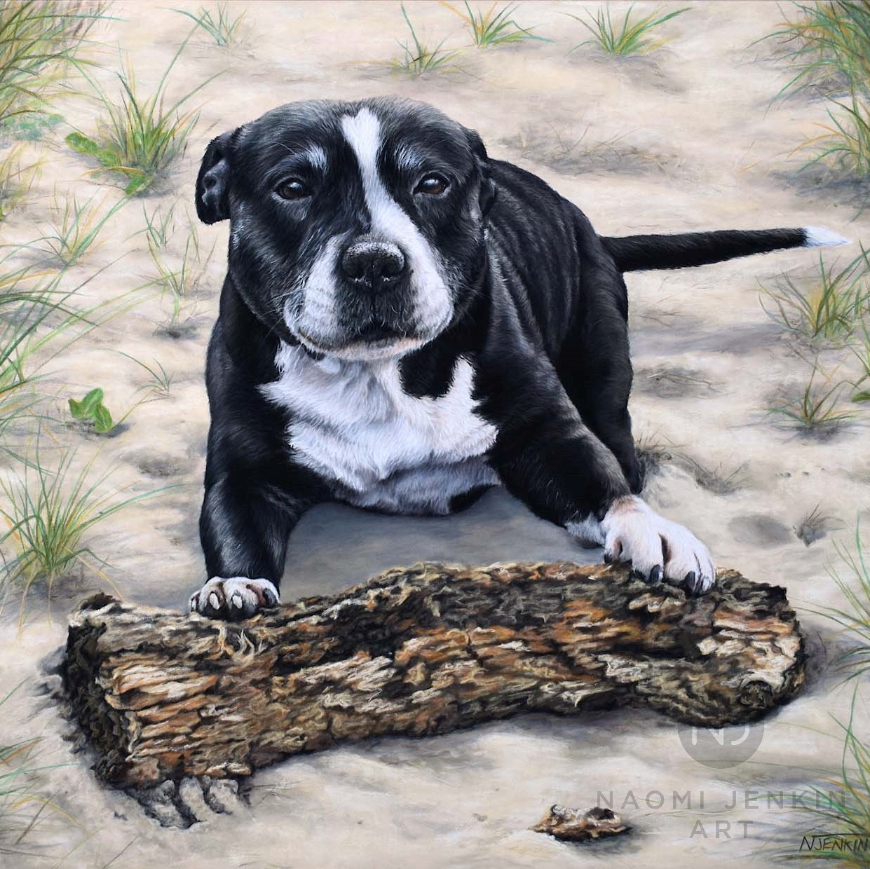 Pet portrait of Staffordshire Bull Terrier by Naomi Jenkin Art. 
