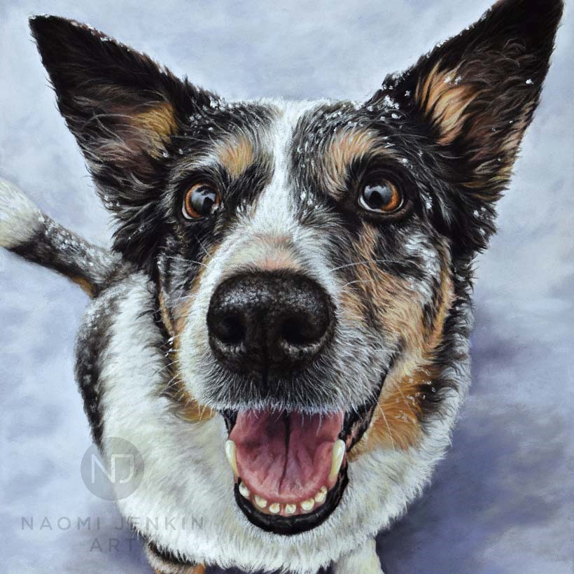 Border Collie pet portrait by Naomi Jenkin Art. 