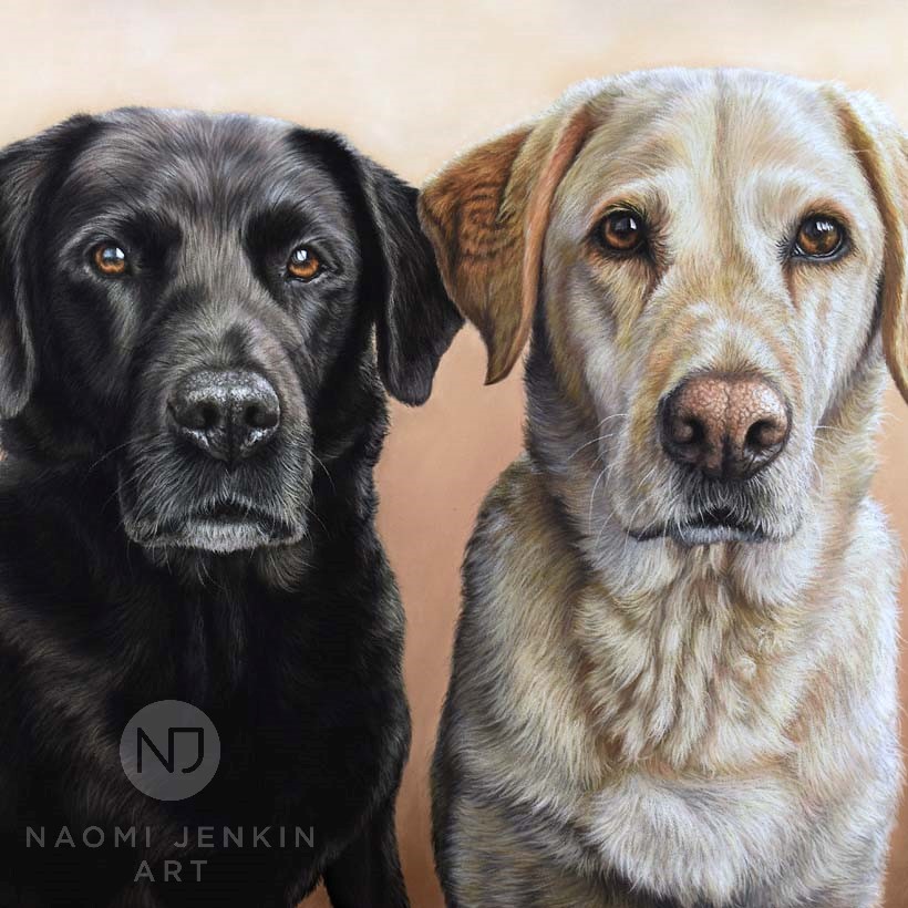 Labrador pet portrait by Naomi Jenkin Art. 