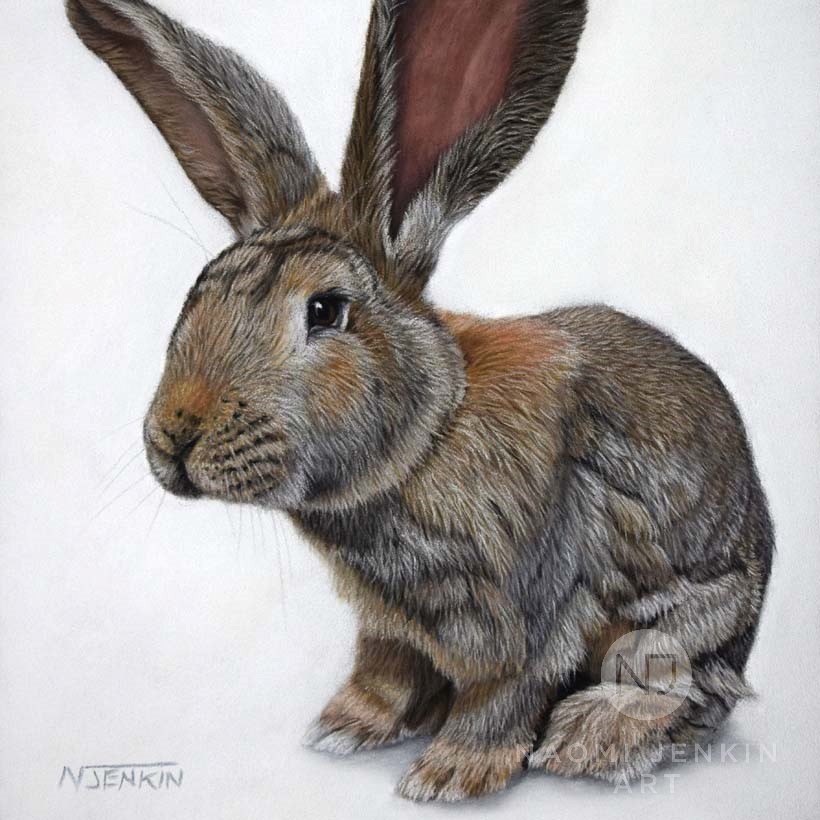 Pet portrait of rabbit by Naomi Jenkin Art. 