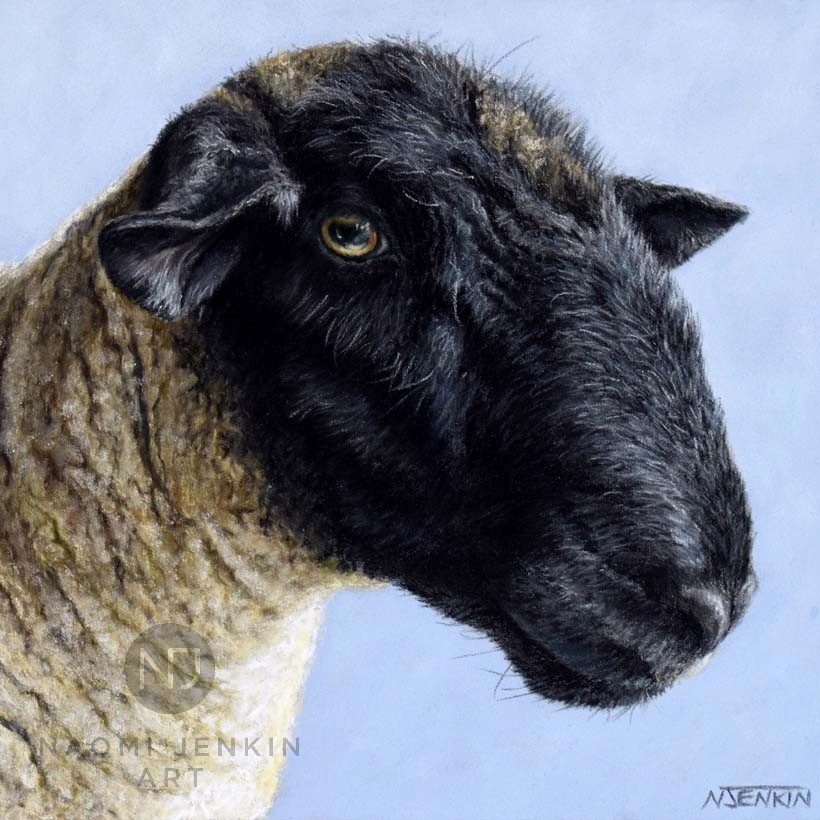 Pet portrait of sheep by Naomi Jenkin Art. 