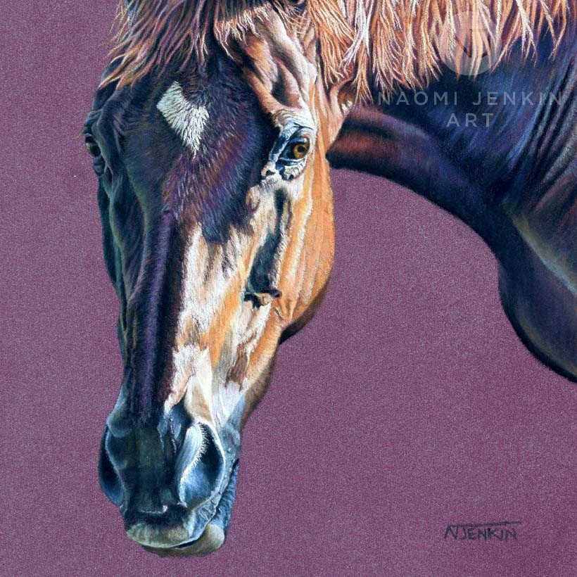 Horse portrait by Naomi Jenkin Art. 