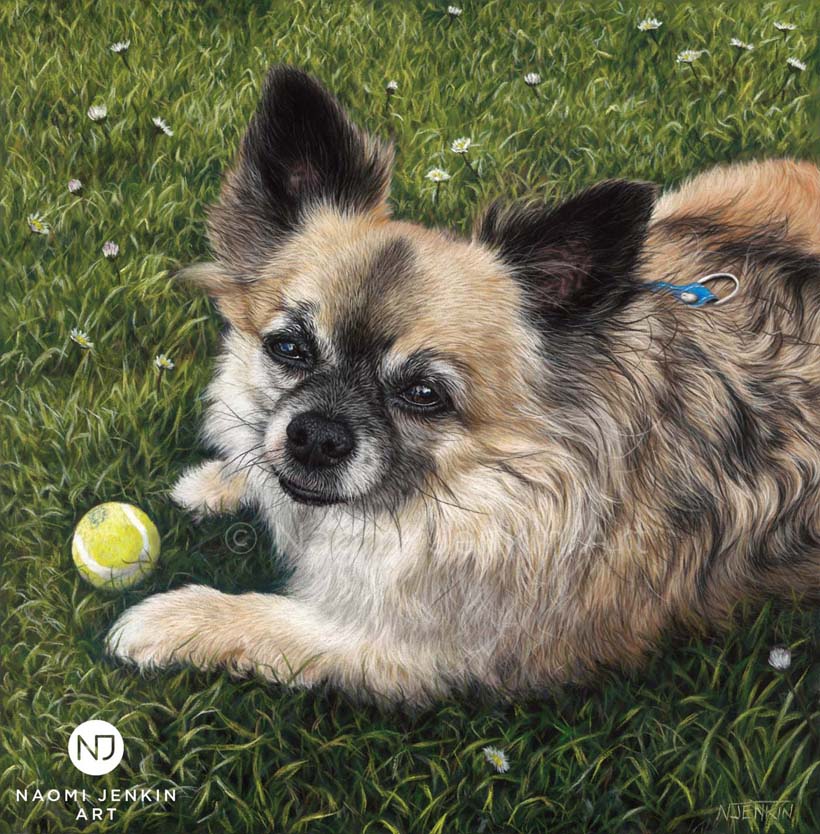Dog portrait of a long haired chihuahua lying on the grass by Naomi Jenkin Art. 