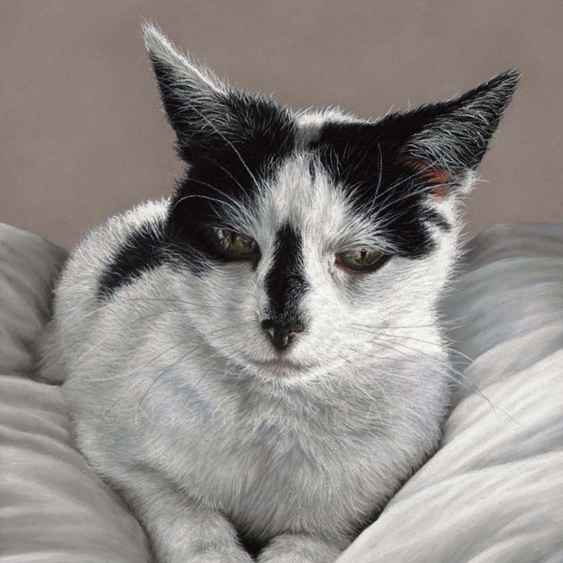 Cat portrait of a black and white cat lying on a duvet by Naomi Jenkin Art.