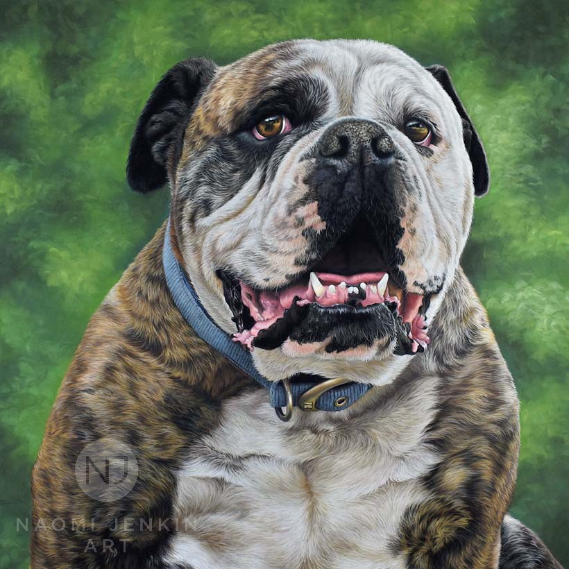 Australian Bulldog portrait by pet portrait artist Naomi Jenkin. 