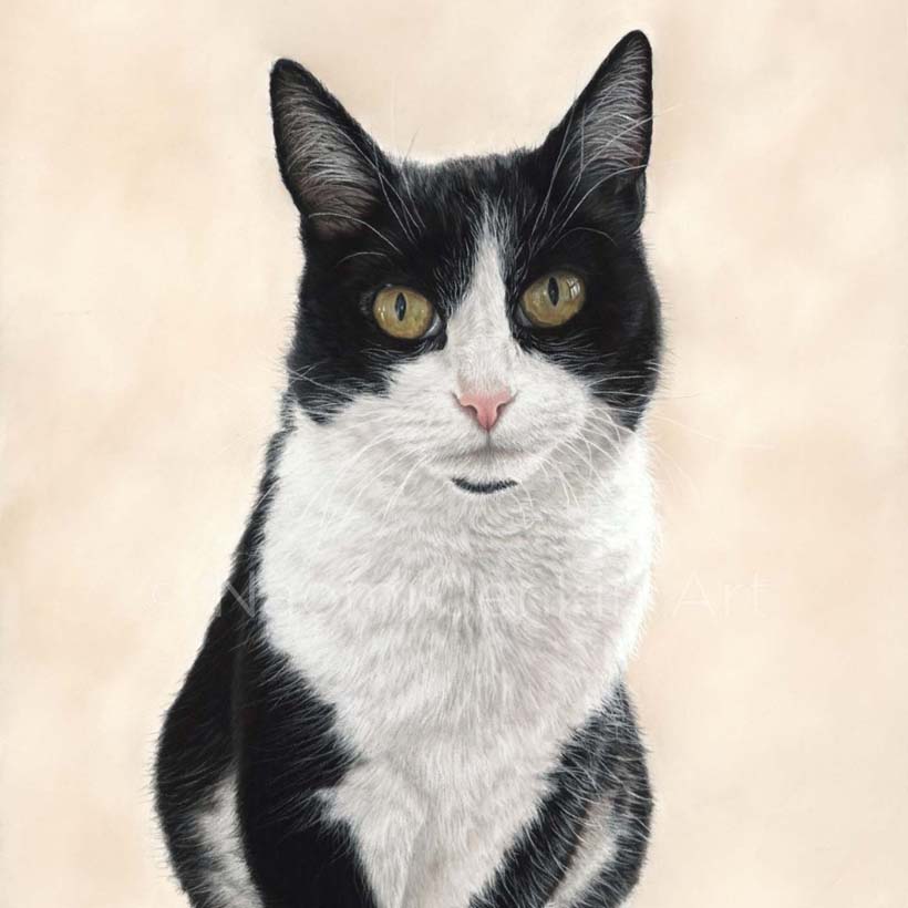 Cat portrait of a black and white tuxedo cat by Naomi Jenkin Art.