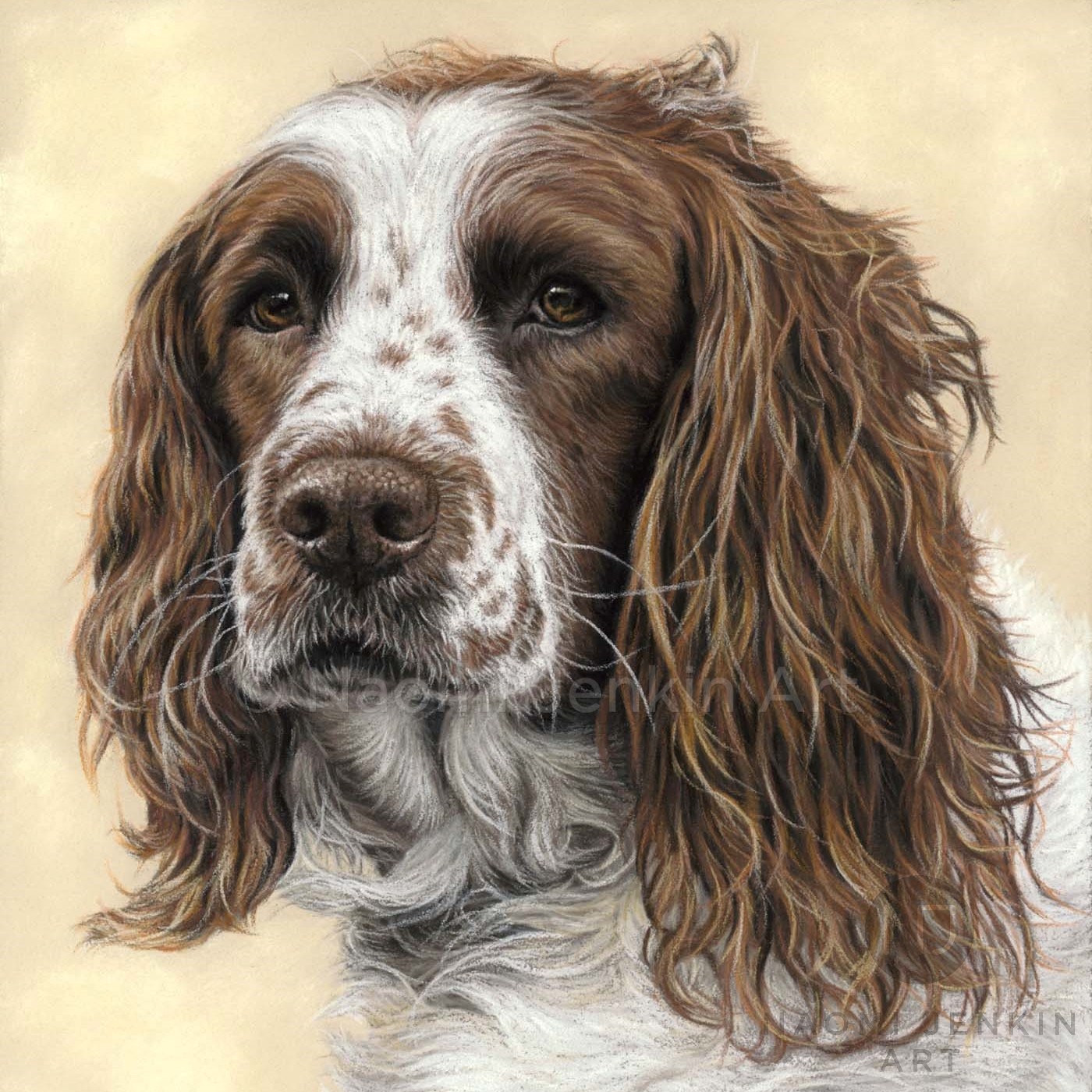 English springer spaniel portrait by dog portrait artist Naomi Jenkin. 