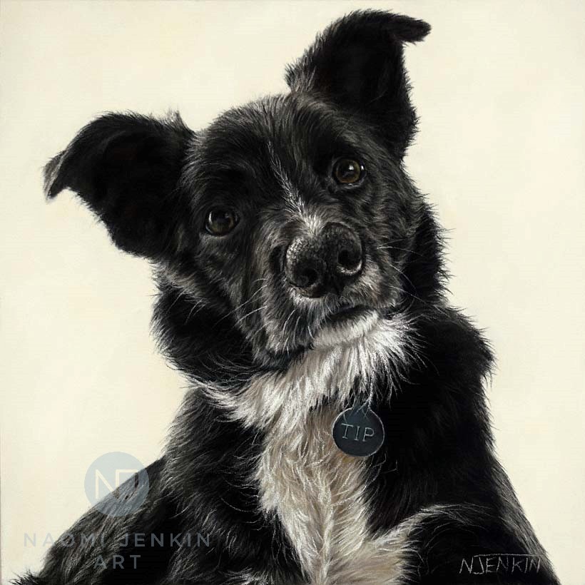 Border collie pet portrait by Naomi Jenkin Art. 