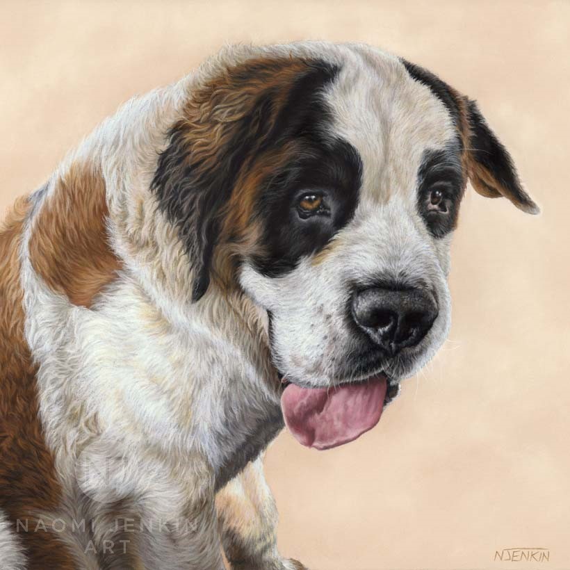 St Bernard dog portrait by Naomi Jenkin Art. 