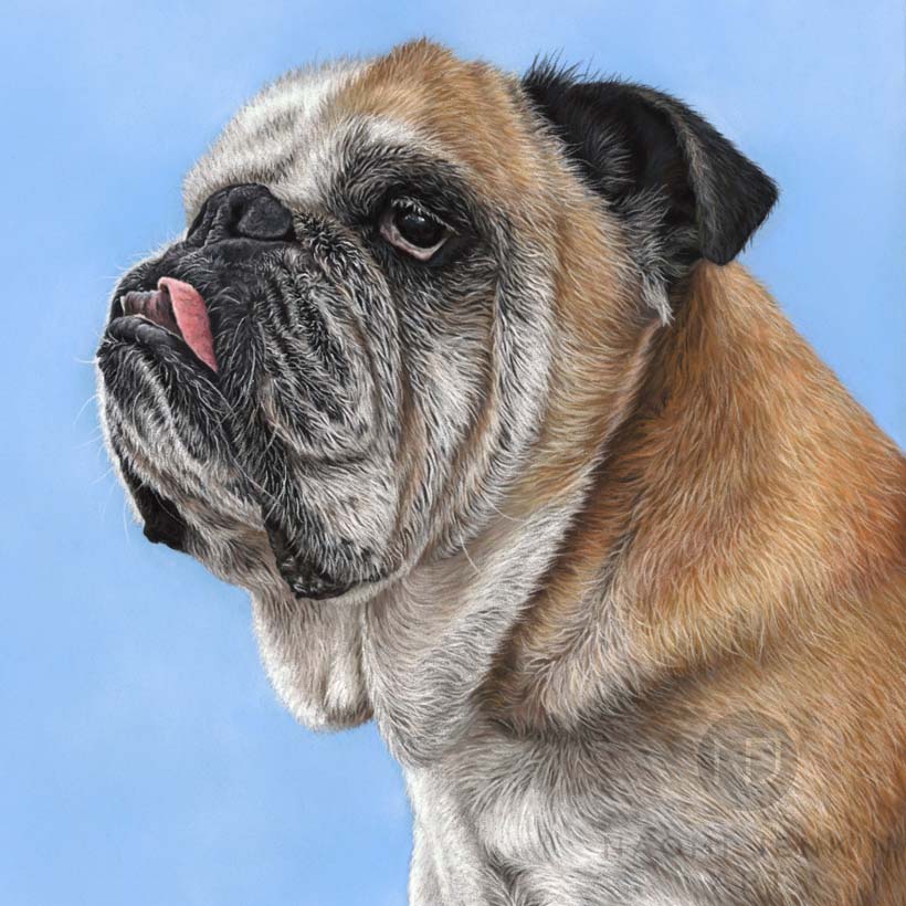 English Bulldog portrait by pet portrait artist Naomi Jenkin. 