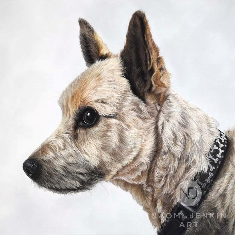 Terrier dog portrait by Naomi Jenkin Art. 