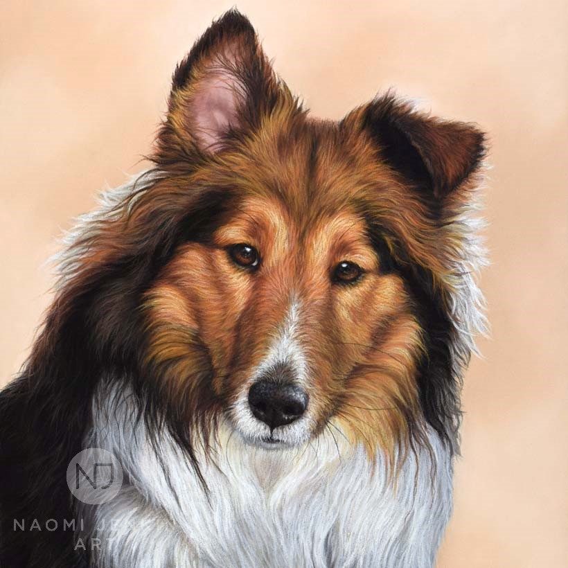 Shetland Sheepdog pet portrait in pastels by Naomi Jenkin Art. 
