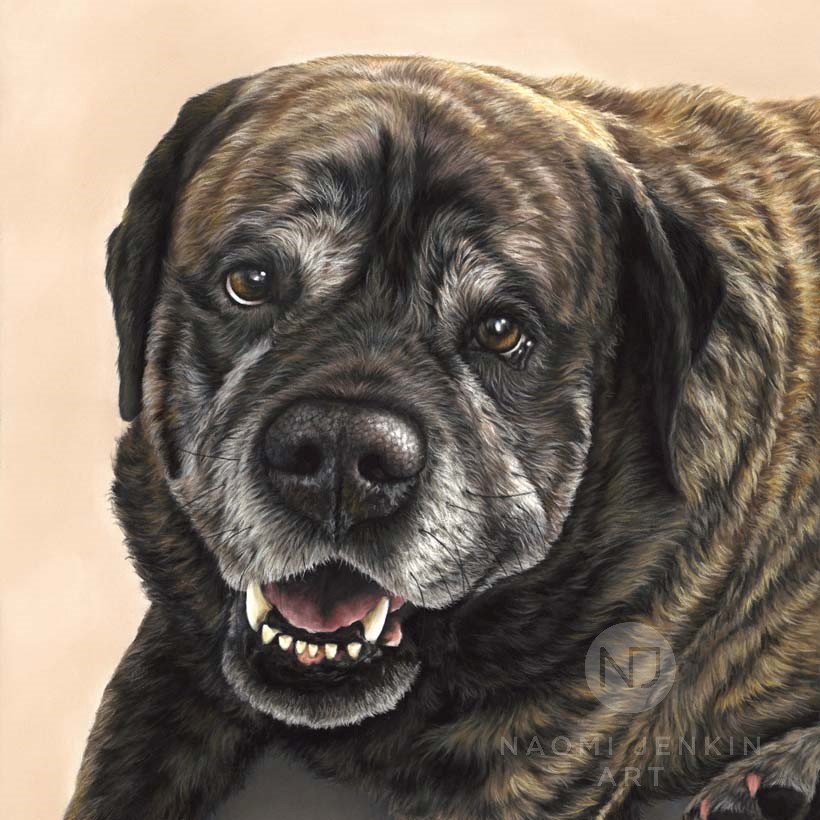 Boxer dog pet portrait by Naomi Jenkin Art. 