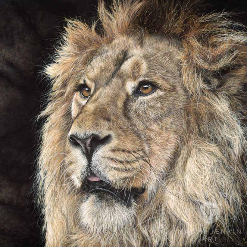 Wildlife art lion drawing by Naomi Jenkin Art. 