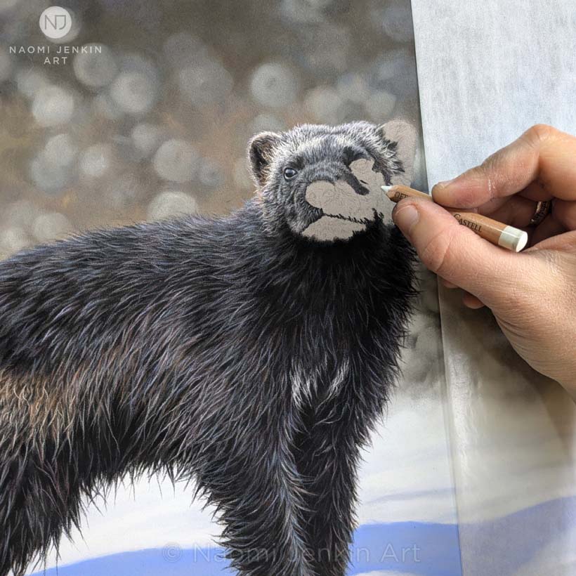 Bespoke wildlife art commission of a wolverine by Naomi Jenkin