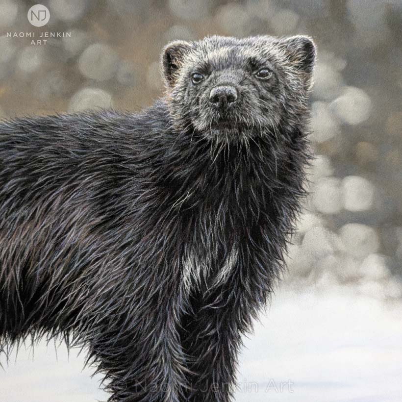 Bespoke wildlife art commission of a wolverine by Naomi Jenkin