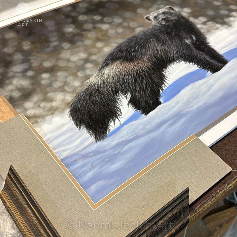 Framing a wildlife art commission of a wolverine by Naomi Jenkin