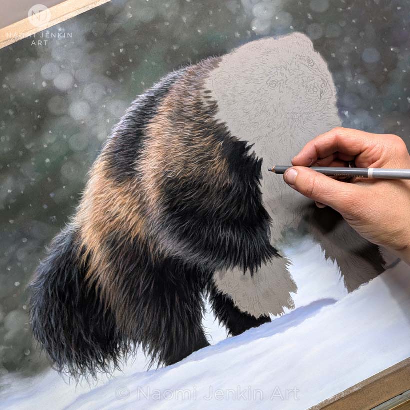 Bespoke wildlife art commission of a wolverine by Naomi Jenkin