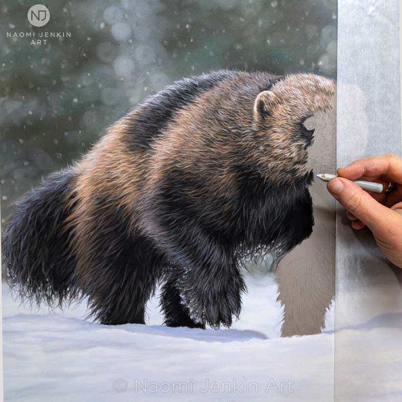 Bespoke wildlife art commission of a wolverine by Naomi Jenkin