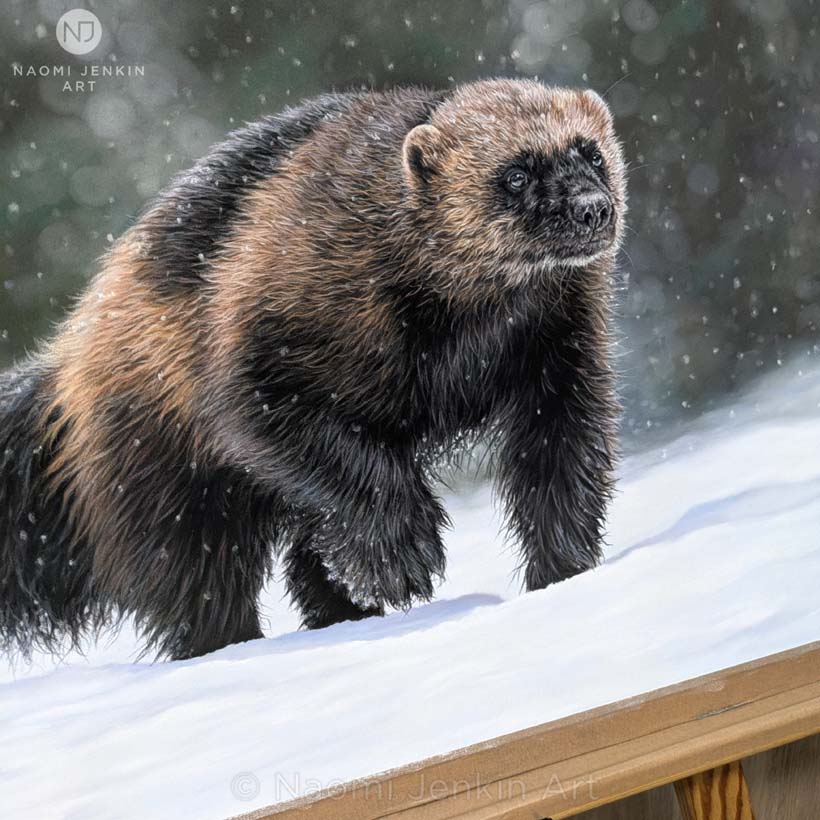 Wolverine painting by wildlife artist Naomi Jenkin