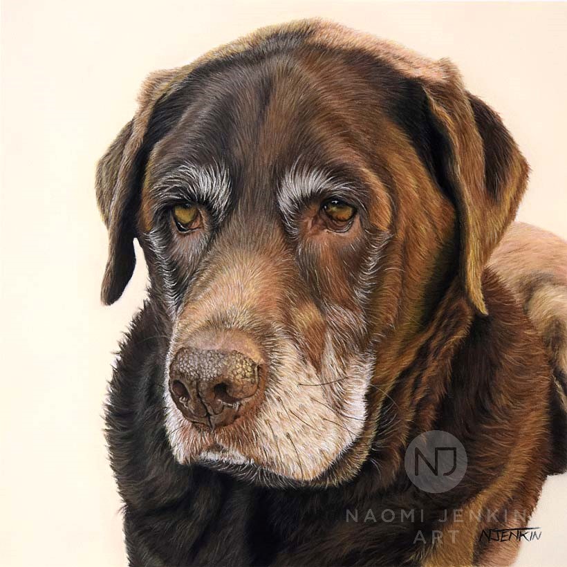 Chocolate Labrador pet portrait in pastels by Naomi Jenkin Art. 