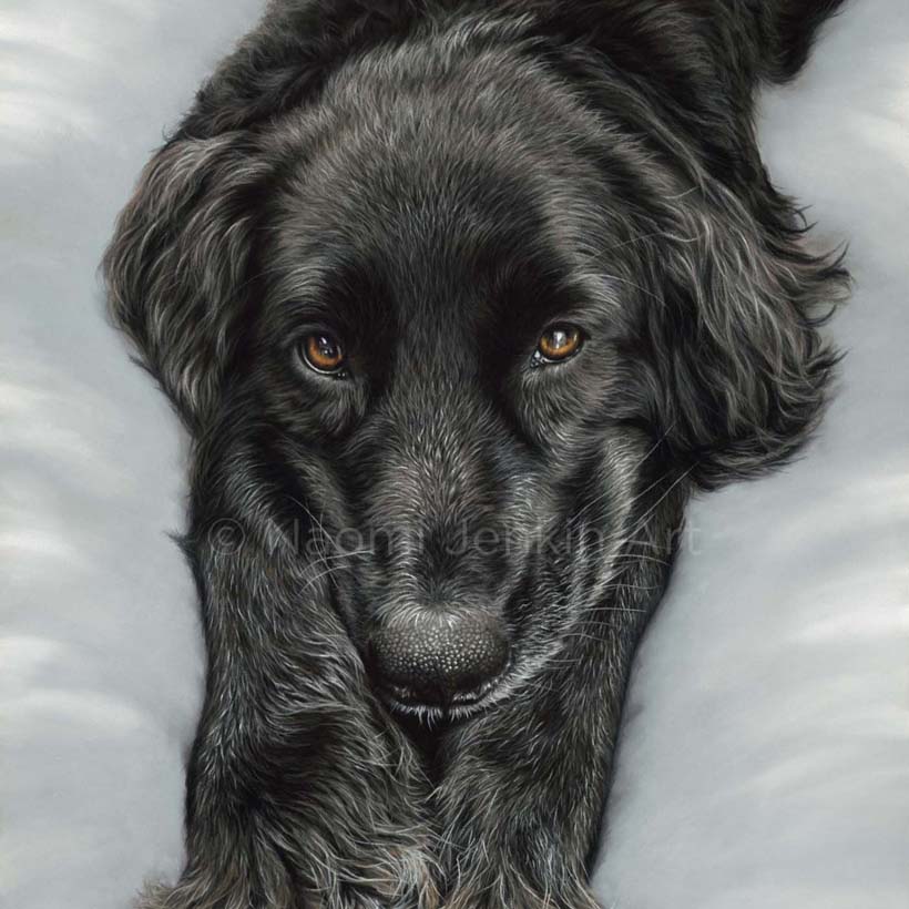 Dog portrait of a black dog snuggled in a blanket by Naomi Jenkin Art. 