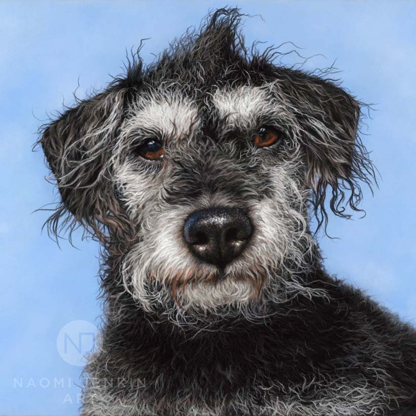 Terrier portrait by dog portrait artist Naomi Jenkin. 