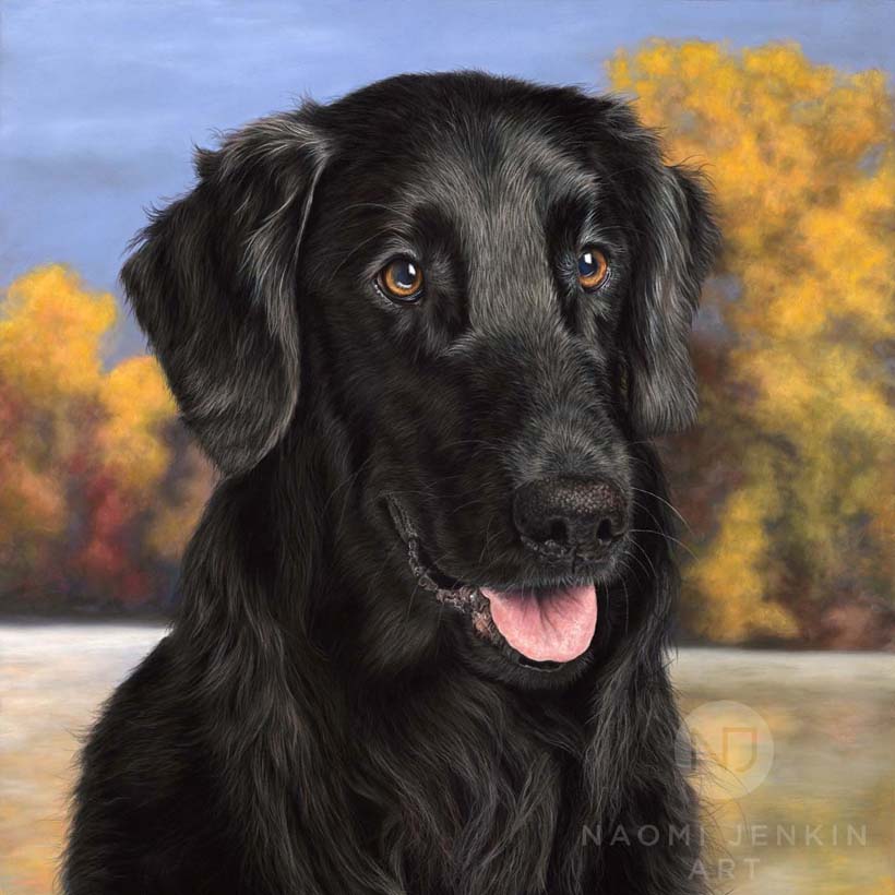 Flat-coated retriever portrait by dog portrait artist Naomi Jenkin. 