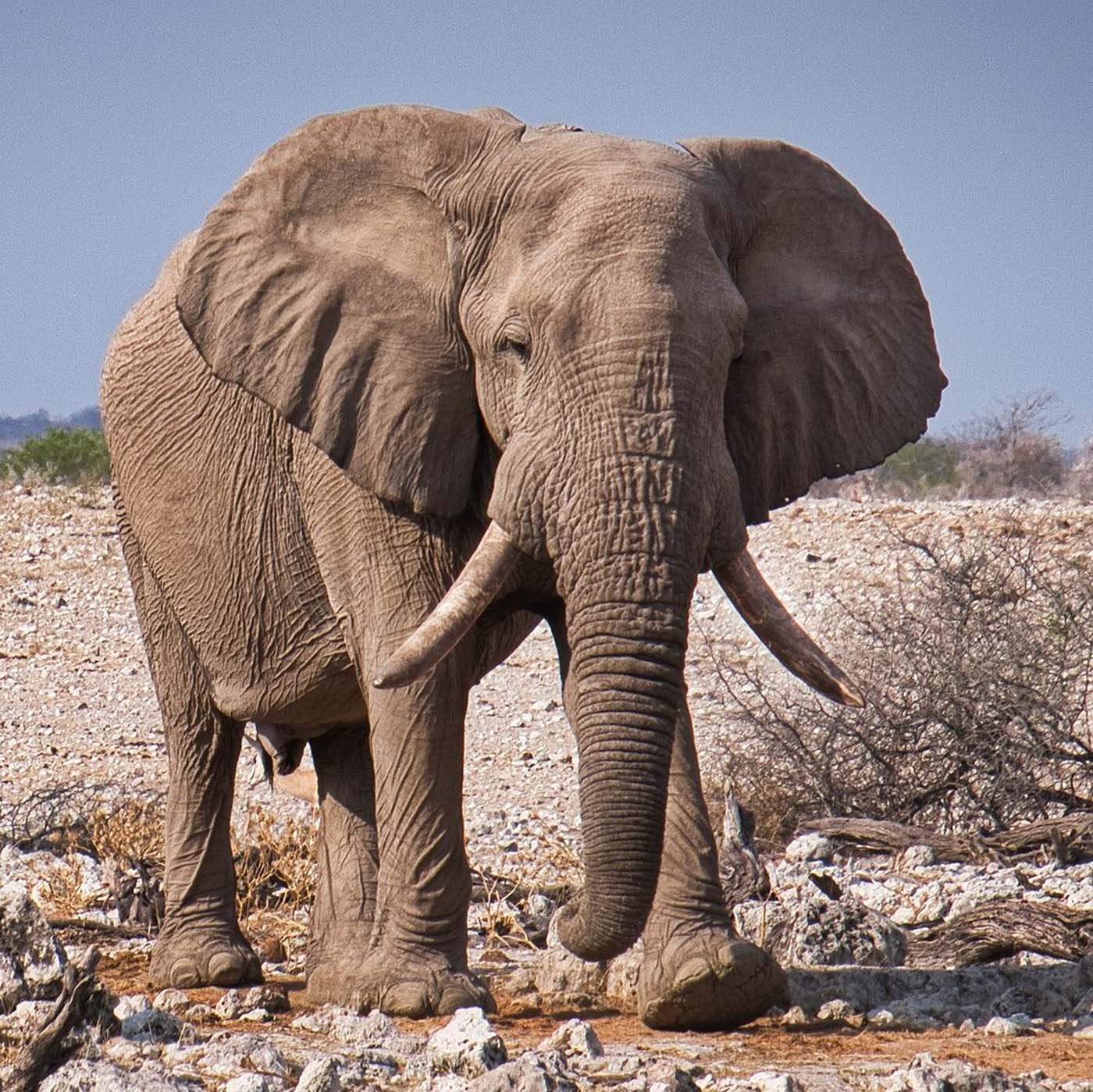 African elephant