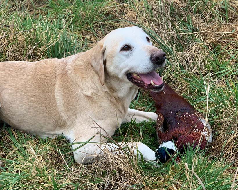 Golden Labrador gundog out on a shoot.