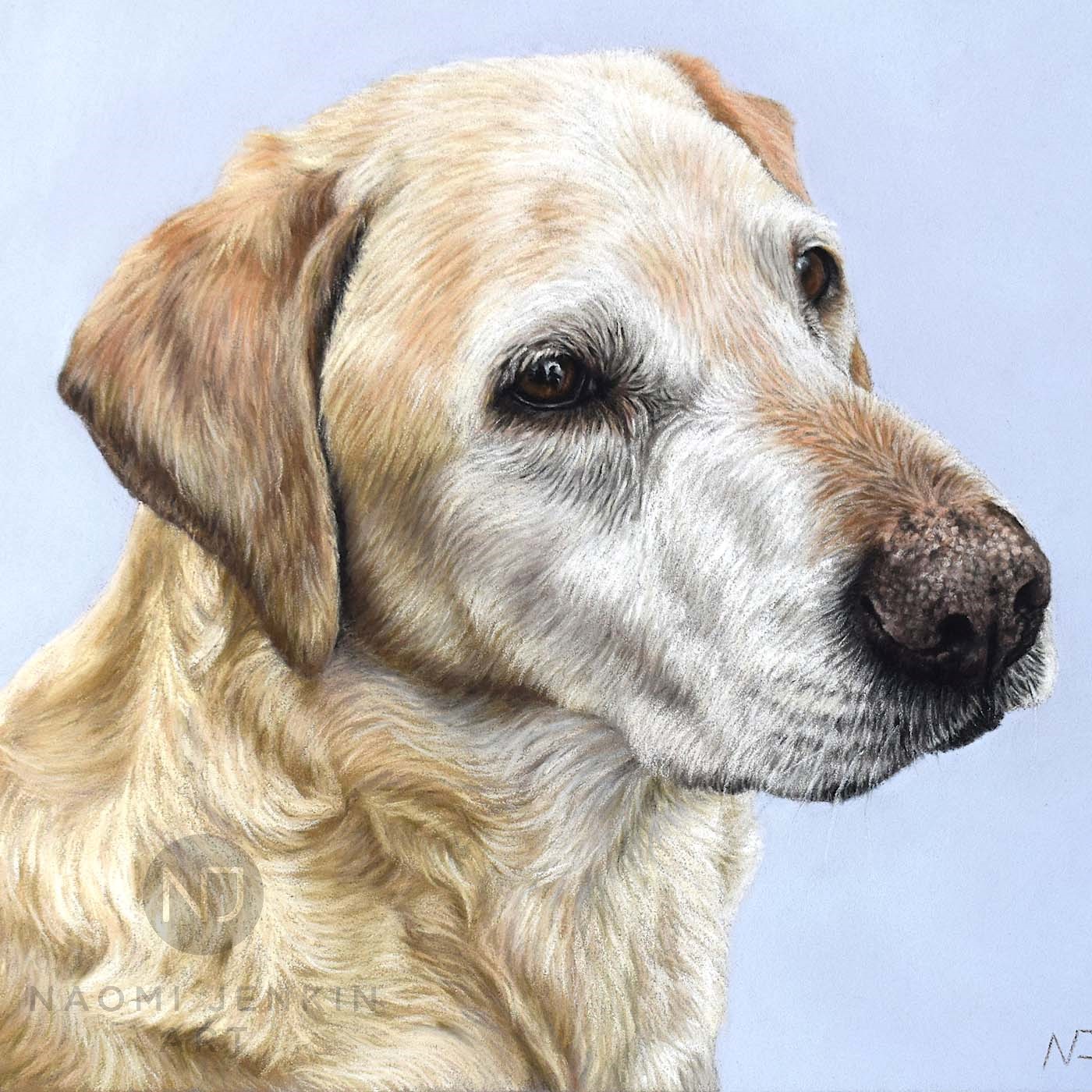 Yellow Labrador portrait by Naomi Jenkin Art.