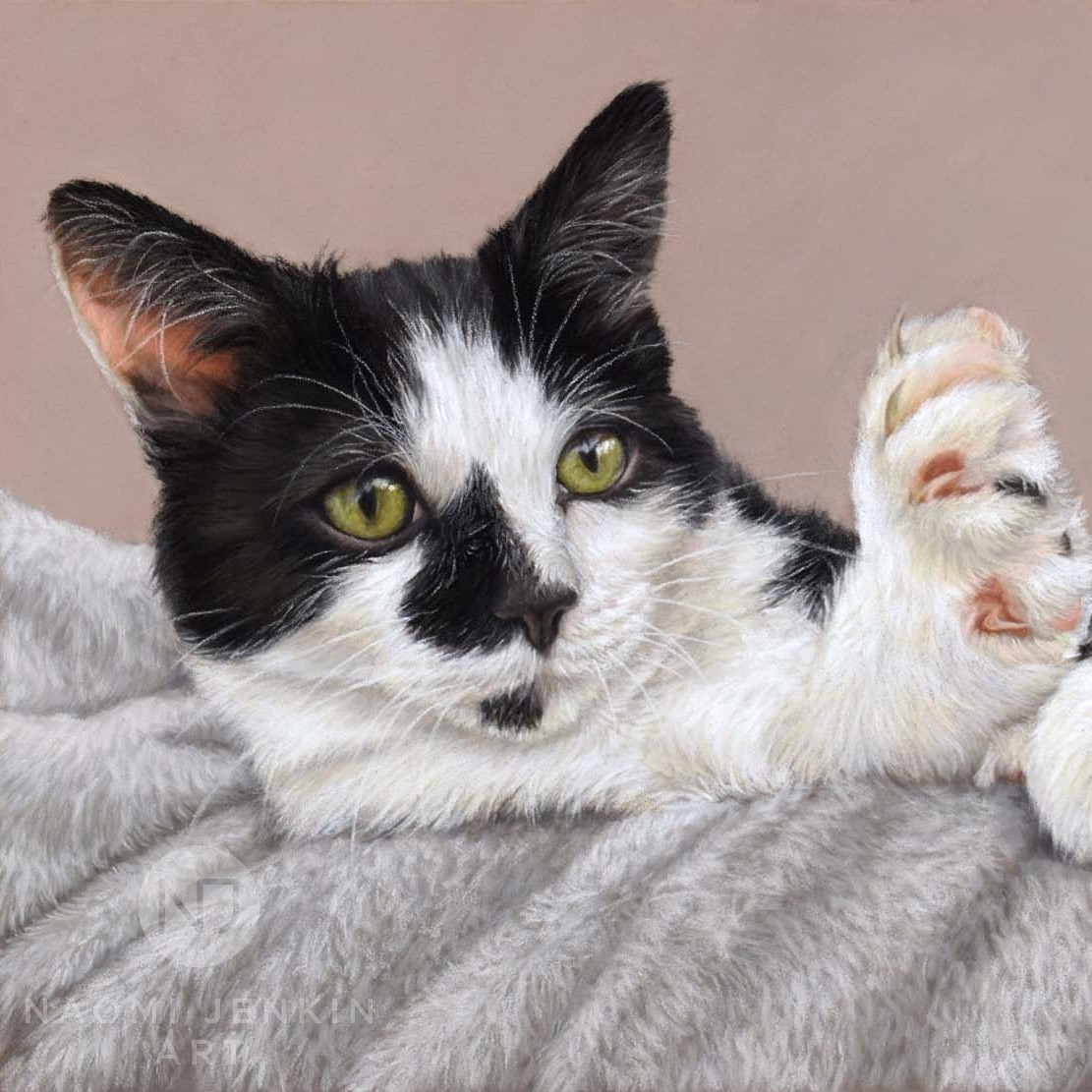 Pet portrait of black and white kitten by Naomi Jenkin Art. 