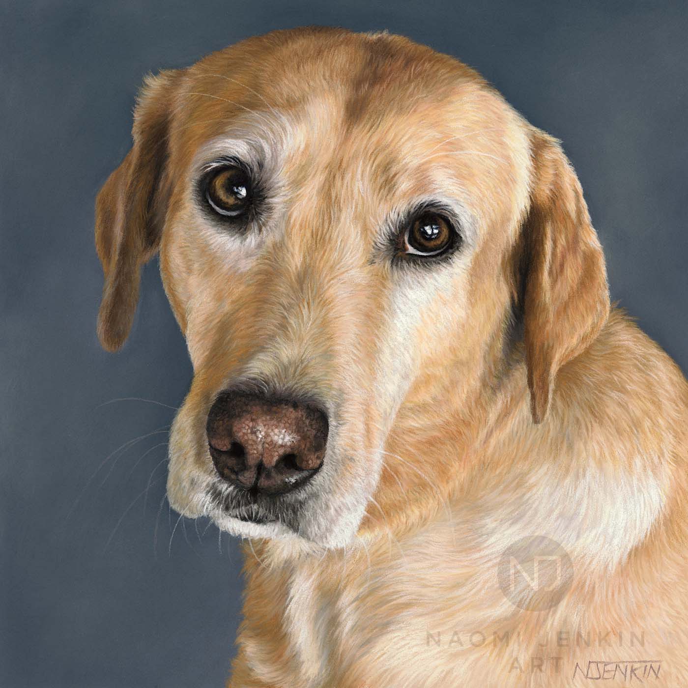 Portrait of yellow Labrador by Naomi Jenkin Art