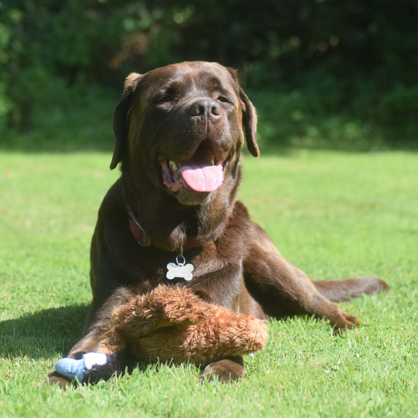 Charlie the Chocolate Labrador lying on the grass