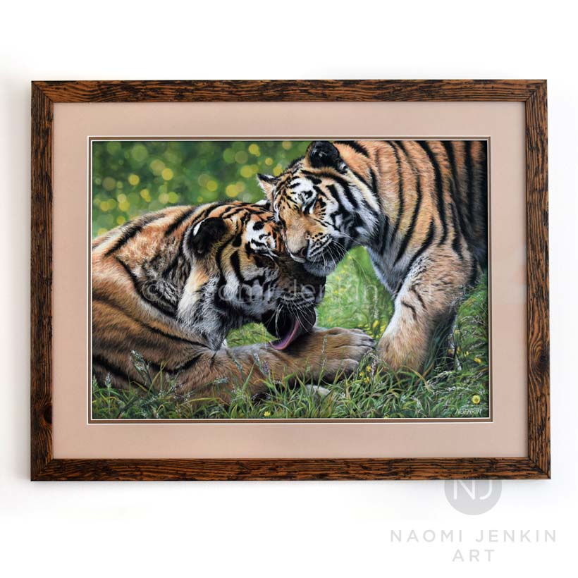 Wildlife art drawing of two tigers by Naomi Jenkin Art