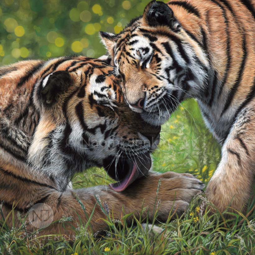 Wildlife art tiger drawing by Naomi Jenkin Art.