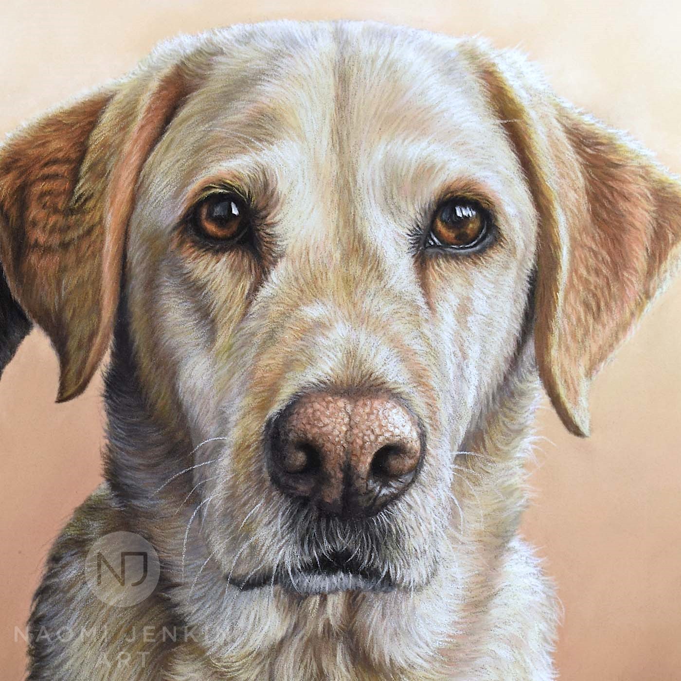 Portrait of yellow Labrador by Naomi Jenkin Art