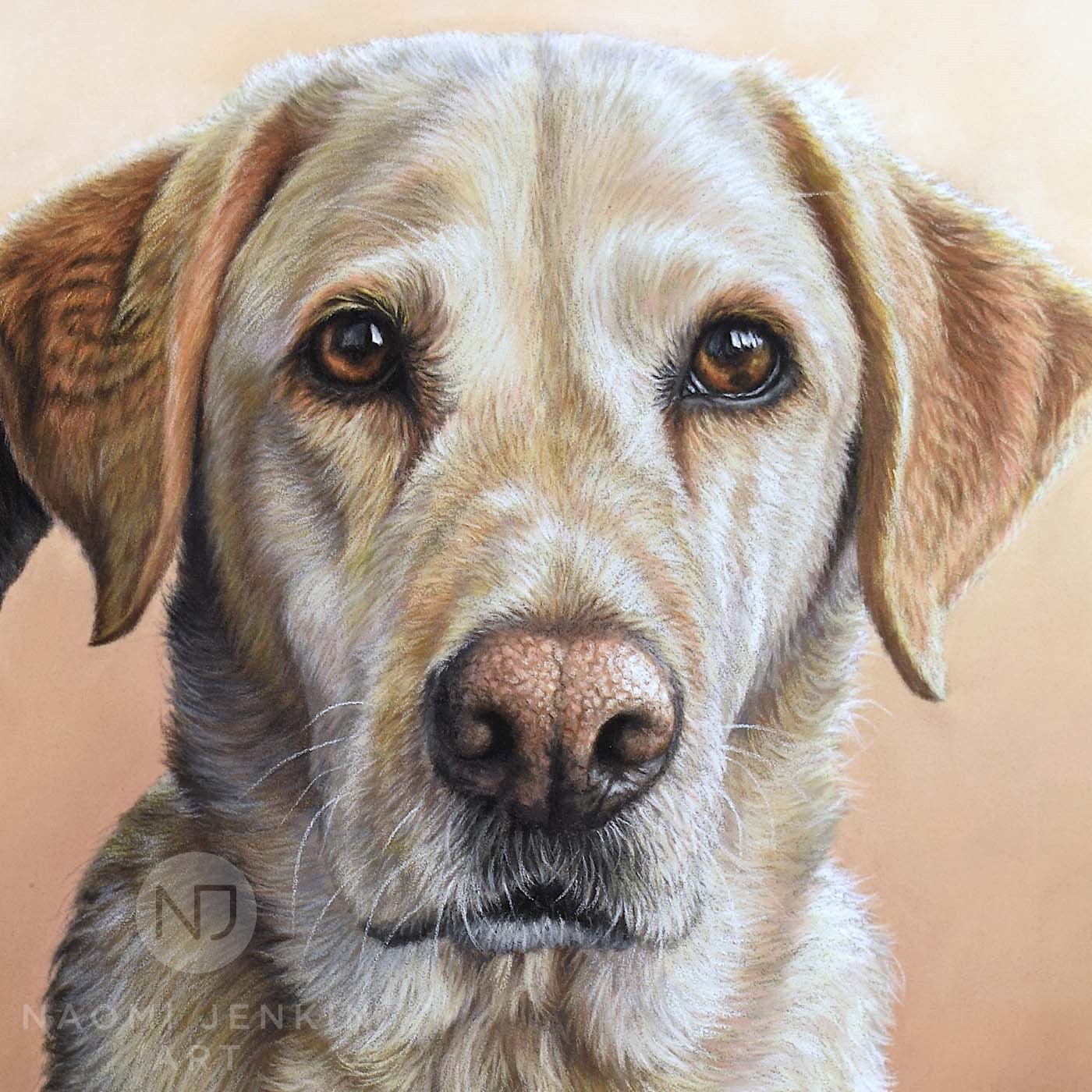 Yellow shop lab portrait