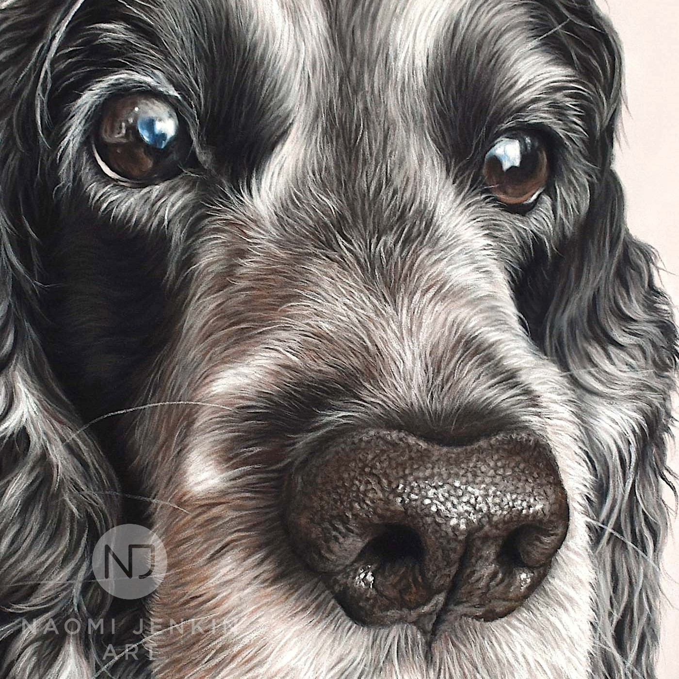 Close up of Cocker Spaniel portrait drawn by Naomi Jenkin Art. 