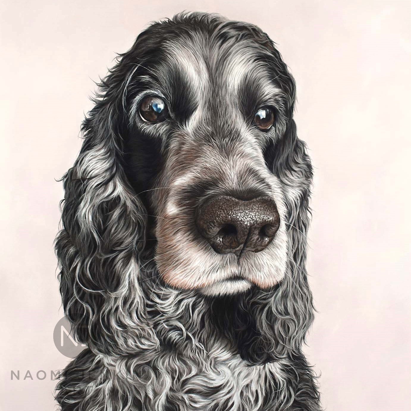 Cocker spaniel dog sales black and white