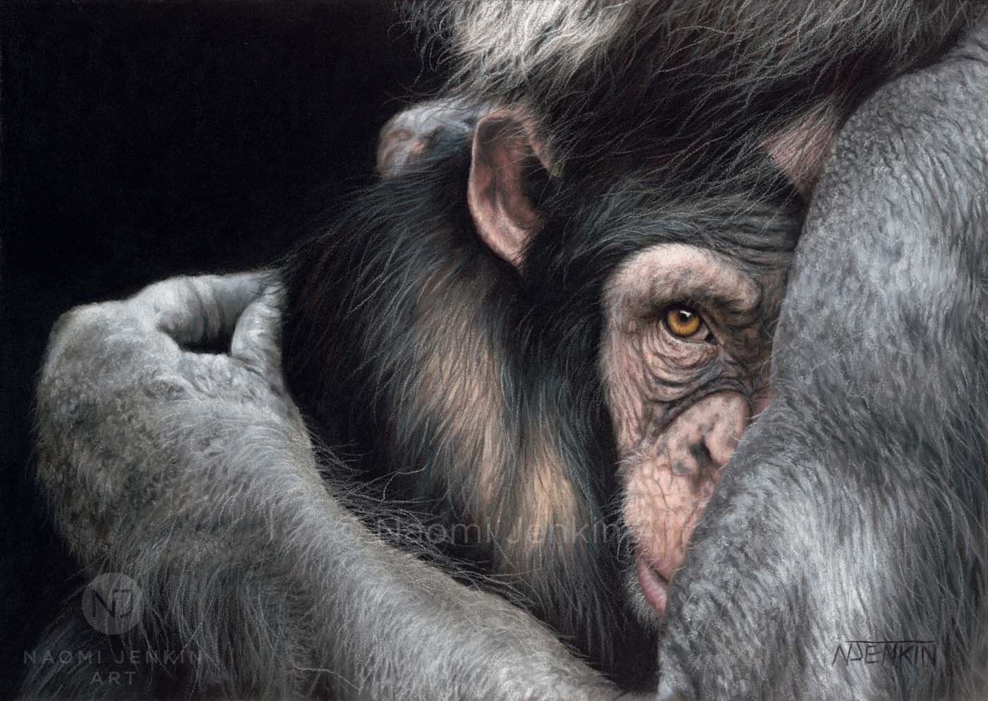 Chimpanzee drawing by Naomi Jenkin Art winner of Sketch For Survival 2024. 