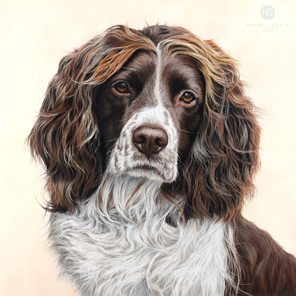 Springer Spaniel Portrait of Alby, drawn in pastels by Naomi Jenkin.