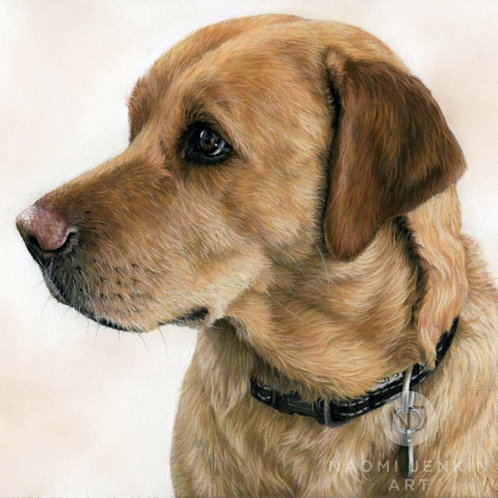 Dog portrait of fox red Labrador Bentley by Naomi Jenkin Art. 