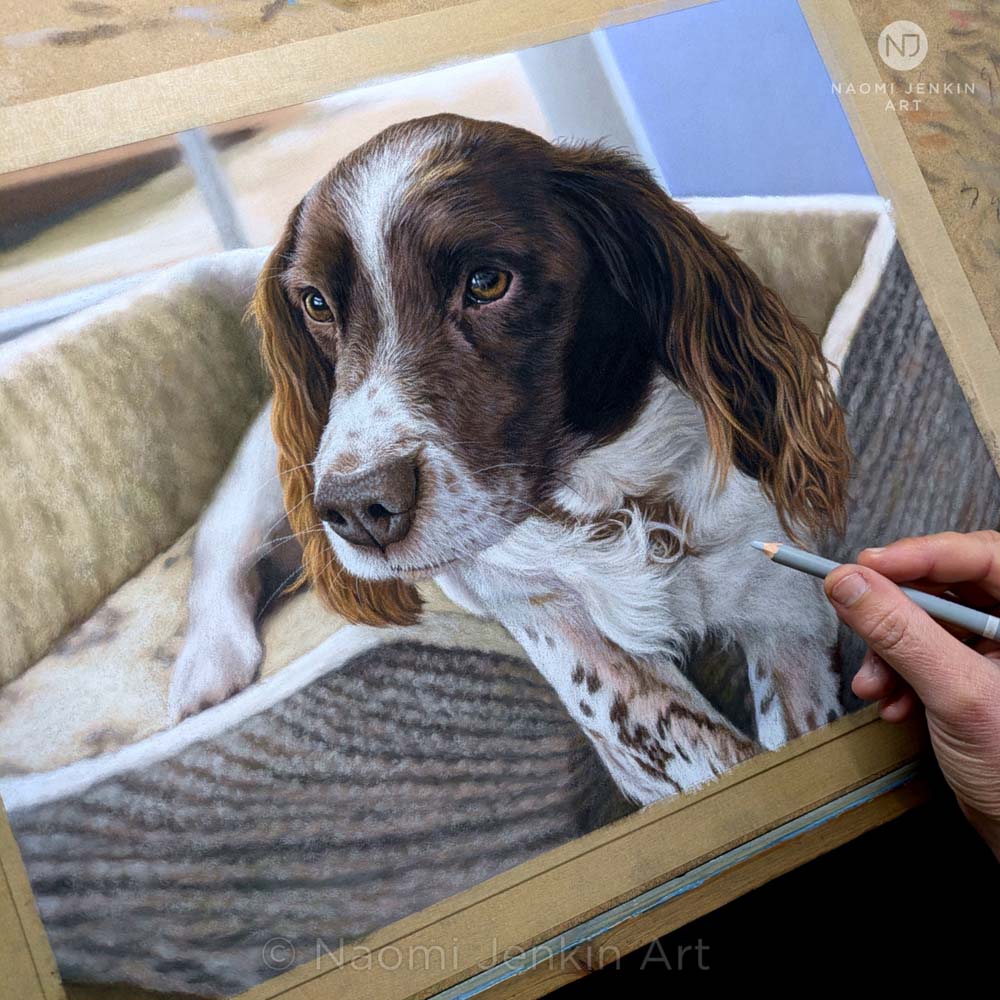 Springer Spaniel pastel portrait of Chester by Naomi Jenkin Art. 