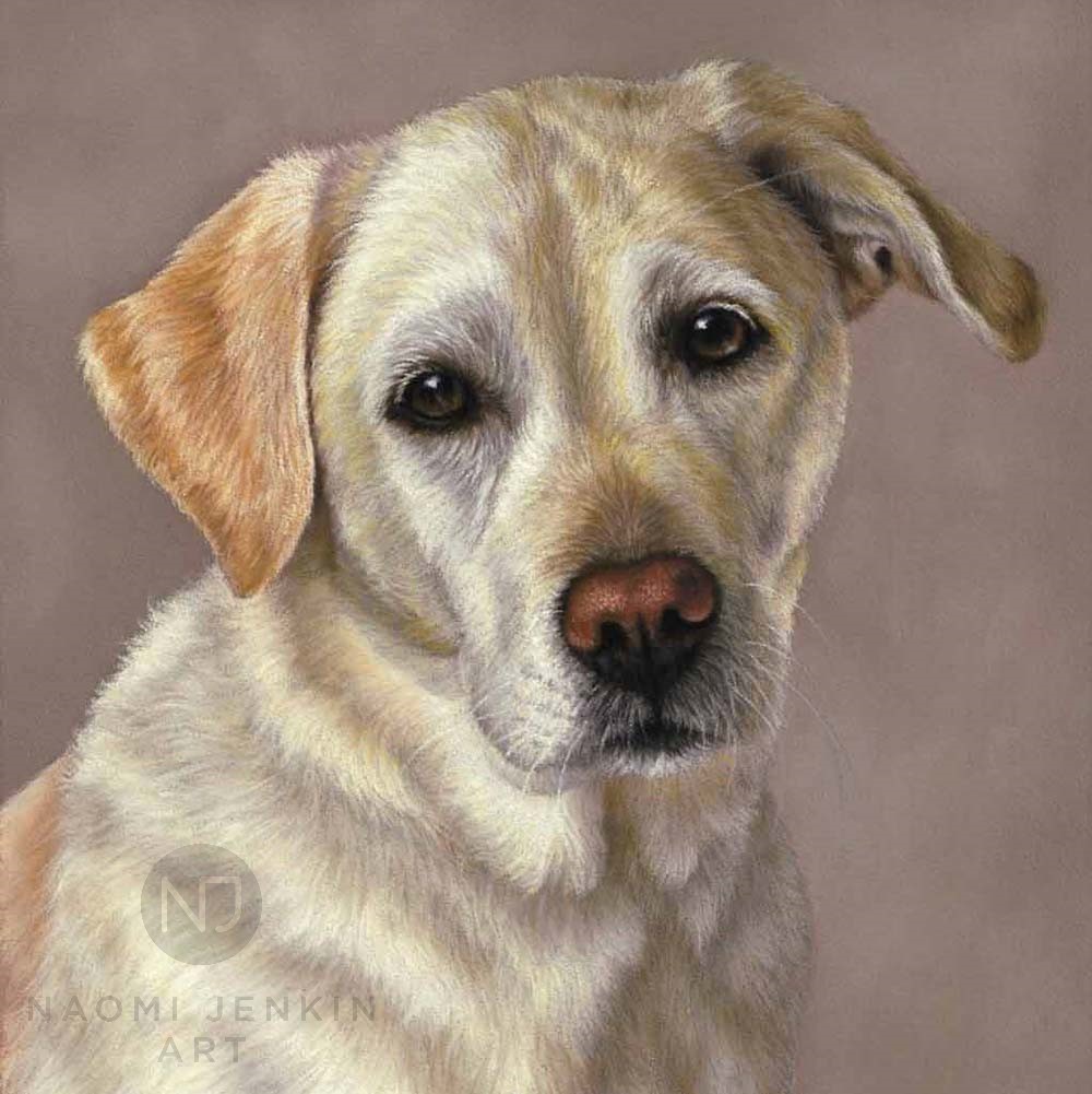 Yellow Labrador pet portrait by Naomi Jenkin Art. 