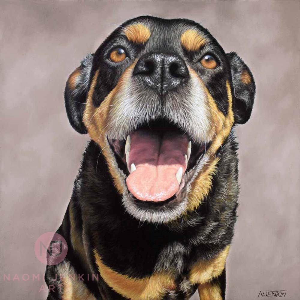 Rottweiler pet portrait by Naomi Jenkin Art. 
