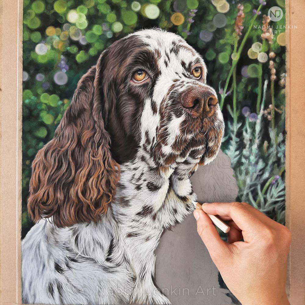 Springer Spaniel pastel portrait being drawn by Naomi Jenkin.