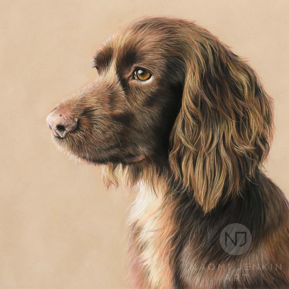 Portrait of Lola the Cocker Spaniel by Naomi Jenkin Art. 