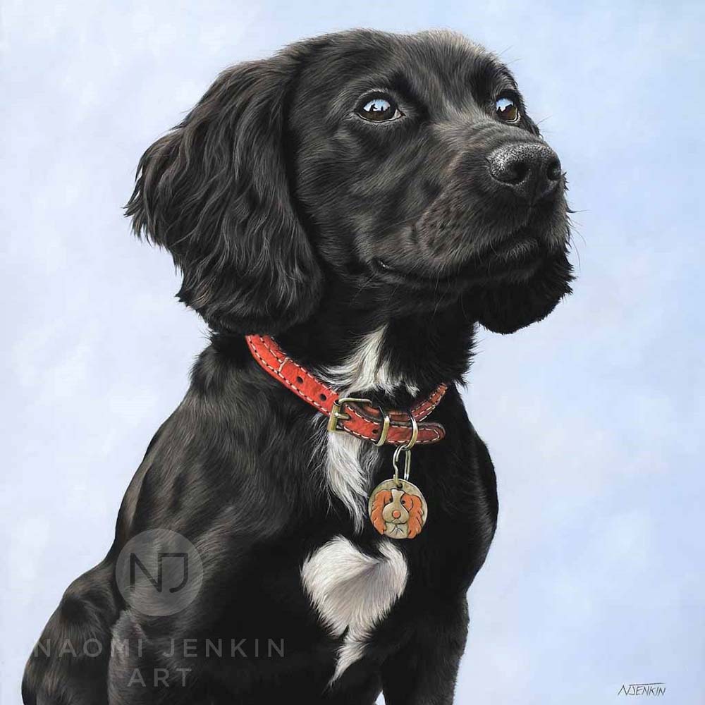 Portrait of Mabel the Cocker Spaniel